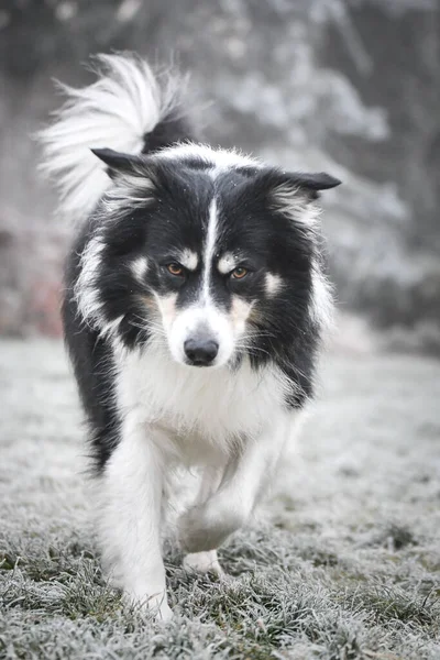 Border Collie Running Winter Grass Running His Breader — Stock Photo, Image