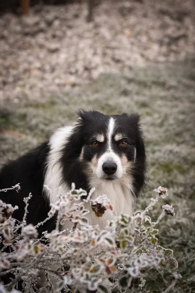 Sınır Çoban Köpeğinin Yetişkin Erkeği Donmuş Çimlerde Oturuyor Çok Tatlı — Stok fotoğraf