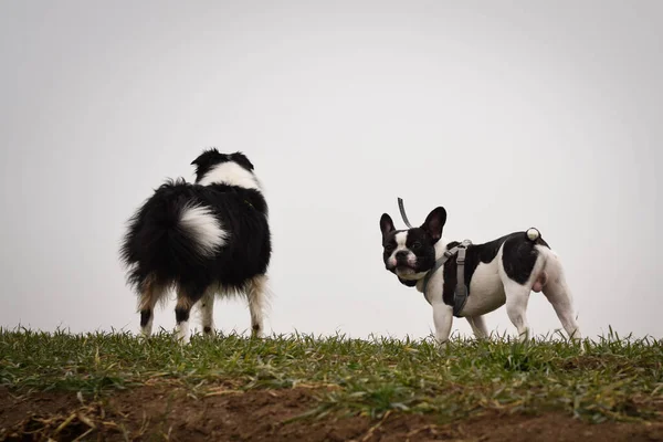 French Bulldog Border Collie Field Crazy Dogs — Stock Photo, Image