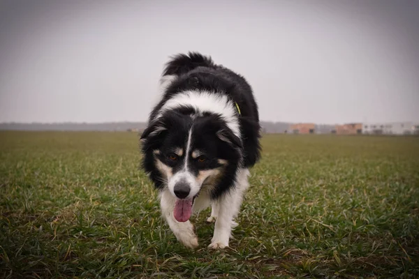 Man Gränsen Collie Stryker Flygande Lera Från Handler Han Älskar — Stockfoto