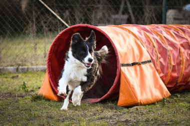 Ratenice yarışmasında çeviklik tünelinde üç renkli sınır köpeği. Czech çeviklik yarışmasında inanılmaz bir gündü Ratenice. Sadece büyük yarışmalar vardı..