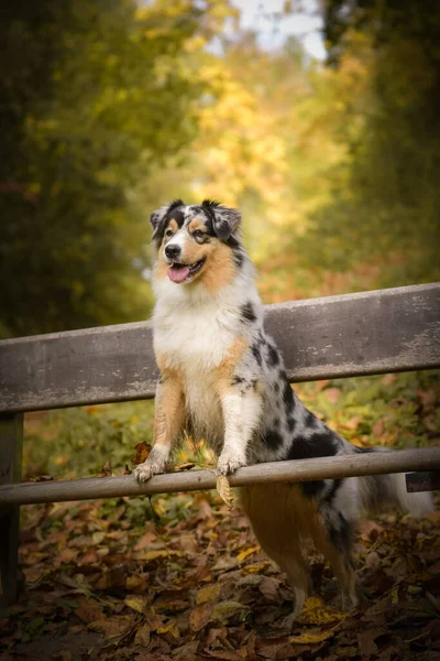 Australischer Schäferhund Sitzt Auf Bank Ist Herbststimmung Und Sie Ist — Stockfoto