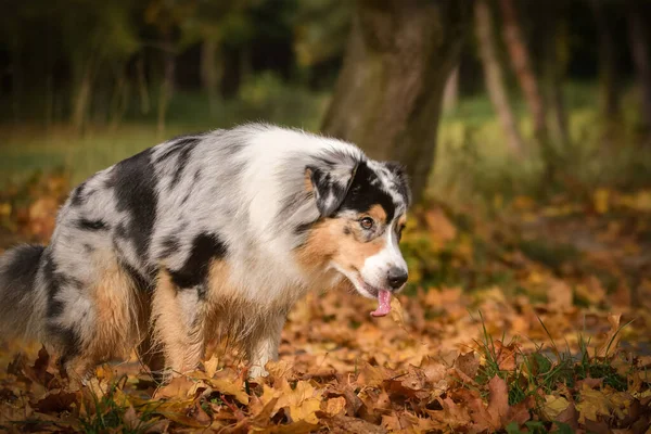 Irrer Australischer Schäferhund Fängt Blätter Der Luft Sie Ist Ein — Stockfoto