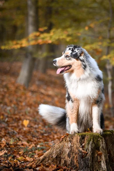 Avustralya Çoban Köpeğinin Portresi Kütüğün Üzerinde Duruyor Başka Bir Emir — Stok fotoğraf