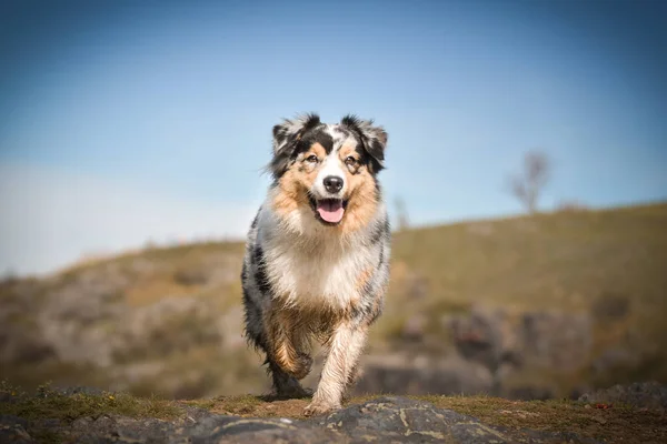 Portret Van Australische Herder Die Staat Rots Onder Hen Meer — Stockfoto