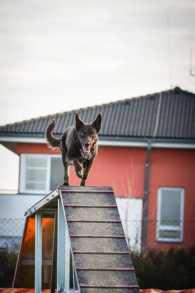 Dog, denge kirişinde çevik kahverengi kenar çobanı. Czech çeviklik yarışmasında harika bir gün..