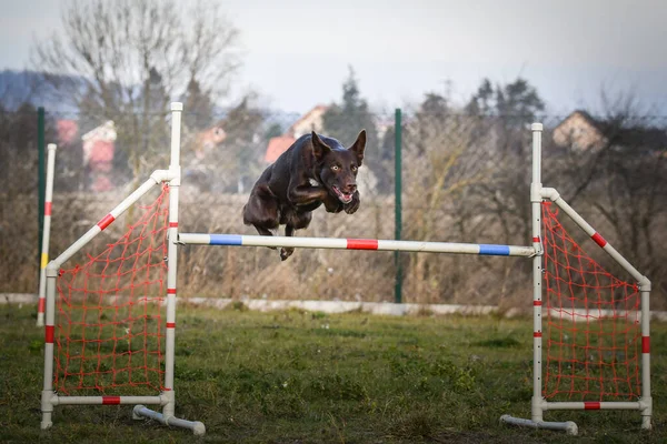 Dog Brown Border Collie Jumping Hurdles Amazing Day Czech Agility — Stock Photo, Image