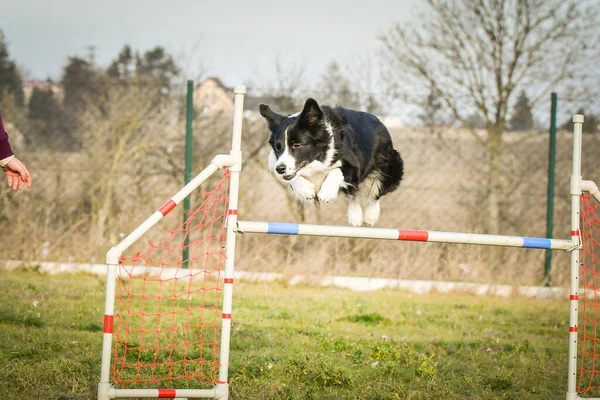 Border Collie Sta Saltando Gli Ostacoli Incredibile Giornata Sulla Formazione — Foto Stock