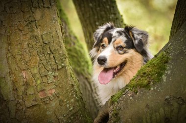 Avustralya çobanı ağaçta. Çok tatlı bir köpek..