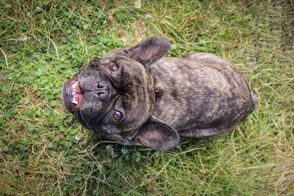 Bulldog Francés Está Sentado Caña Tiene Una Cara Tan Bonita — Foto de Stock