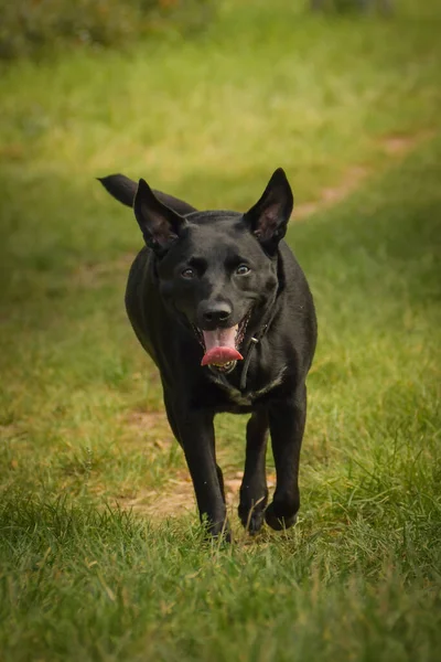 Parkta Koşan Siyah Köpeğin Fotoğrafı Dışarıda Çok Mutlu — Stok fotoğraf