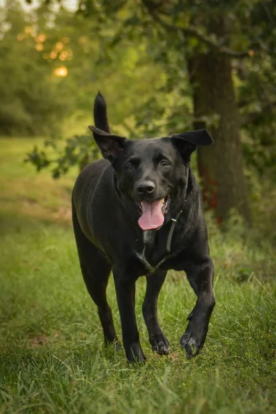 Perro Negro Que Está Jugando Prado Ella Tan Feliz Perro —  Fotos de Stock