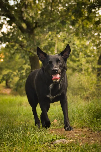 Siyah Köpek Yolda Koşuyor Çok Mutlu Çılgın Bir Köpek Taşınmayı — Stok fotoğraf