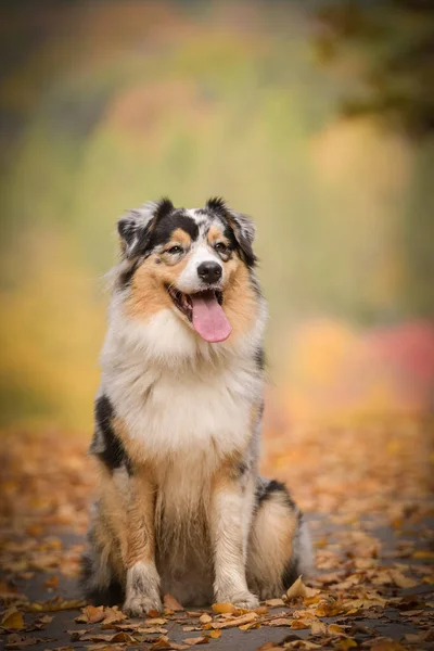 Australischer Schäferhund Sitzt Unterwegs Der Natur Sie Ist Nach Dem — Stockfoto