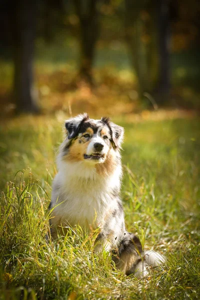 Avustralya Çoban Köpeği Doğada Prag Yakınlarında Czech Cumhuriyetinde Çok Mutlu — Stok fotoğraf