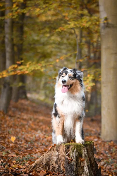 Avustralya çoban köpeğinin portresi kütüğün üzerinde duruyor. Başka bir emir bekliyor. Ve çok tatlı..