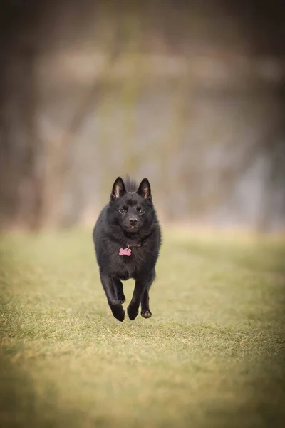 스키퍼 강아지입니다 풀밭에서 행복하고 개같아 — 스톡 사진