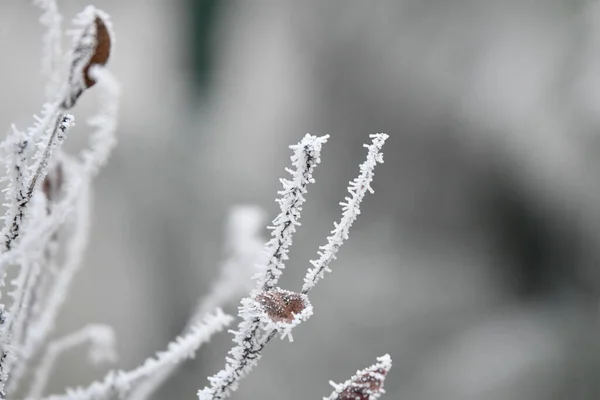 겨울에는 얼어붙은 나뭇가지들 서리는 동물이야 — 스톡 사진