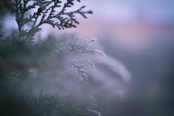 Zmrzlé Větve Zimním Čase Ten Mráz Tak Milý Tvor — Stock fotografie