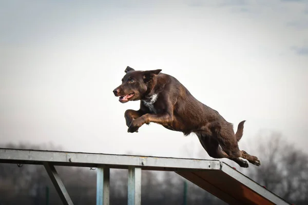 Gekke Bruine Border Collie Loopt Het Behendigheidspark Hondenwandeling Doceert Iets — Stockfoto