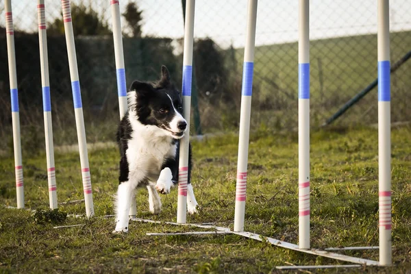 Schwarz Weißer Border Collie Agility Slalom Auf Privatkurs Toller Tag — Stockfoto