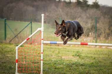 Kahverengi Sınır Çobanı engelleri aşıyor. Czech çeviklik özel eğitiminde harika bir gün.