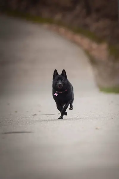 Cachorro Schipperke Está Correndo Estrada Ela Tão Feliz Louca Ela — Fotografia de Stock