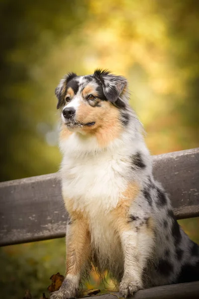 Australische Herder Zit Bank Het Herfst Sfeer Pluizig — Stockfoto