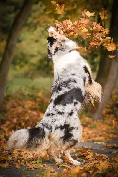 オーストラリアの羊飼いの周りの自然の中で座っている空気中の葉です 彼女はとてもかわいい犬です — ストック写真