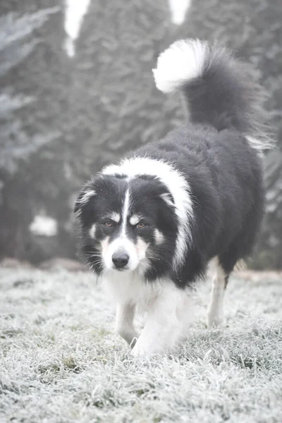 Border Collie Kışın Çimenlerde Koşuyor Ekmekçisine Koşuyor — Stok fotoğraf