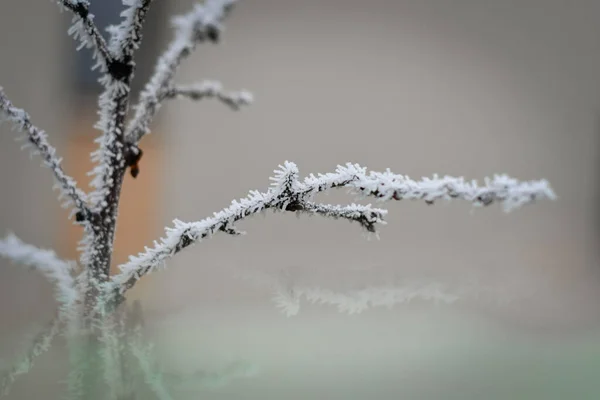 Branches Congelées Hiver Gel Fait Une Belle Créature — Photo
