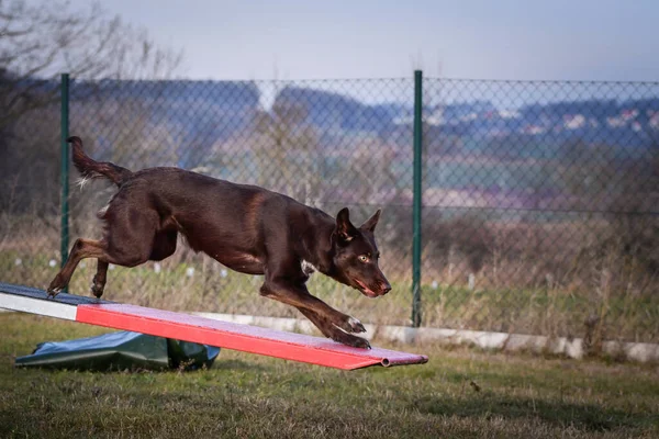 Ein Toller Verrückter Brauner Border Collie Ist Sehen Sie Ist — Stockfoto