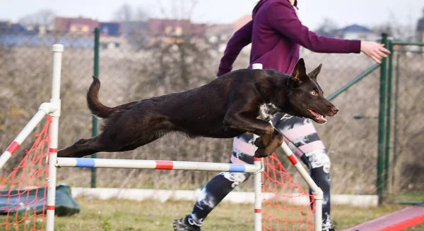 brown border collie is jumping over the hurdles. Amazing day on czech agility privat training