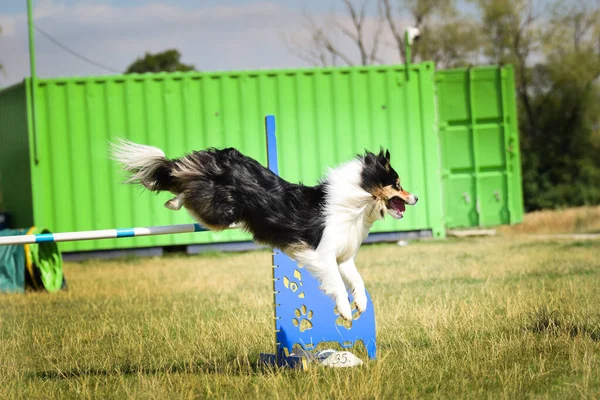 Tricolore Confine Collie Sta Saltando Gli Ostacoli Incredibile Giornata Sulla — Foto Stock