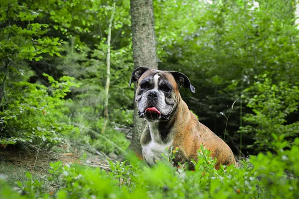 Volwassen Hond Bokser Natuur Gras Hij Heeft Grappig Gezicht — Stockfoto