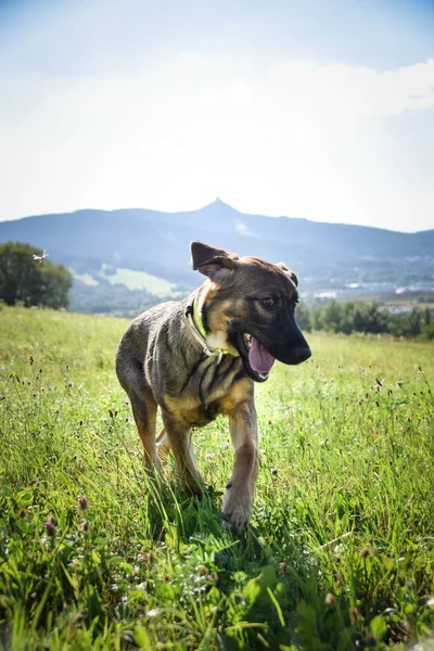 Puppy German Shepherd Who Playing Meadow Happy — ストック写真