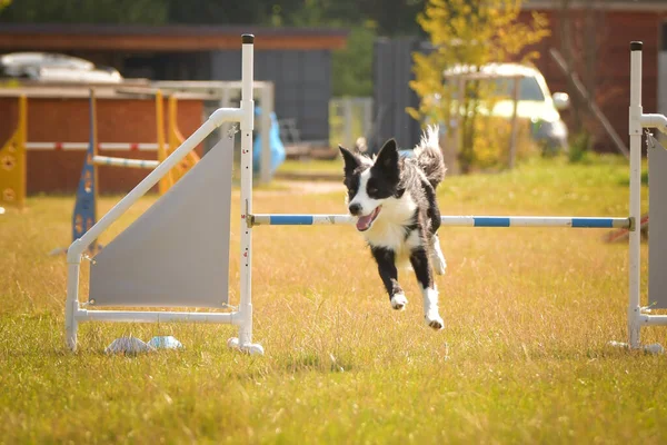 Border Collie Jumping Hurdles Amazing Day Czech Agility Privat Training — Stock Photo, Image