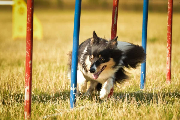 Krásná Tříbarevná Border Kolie Provozuje Slalom Českém Slalomu Agility Psi — Stock fotografie