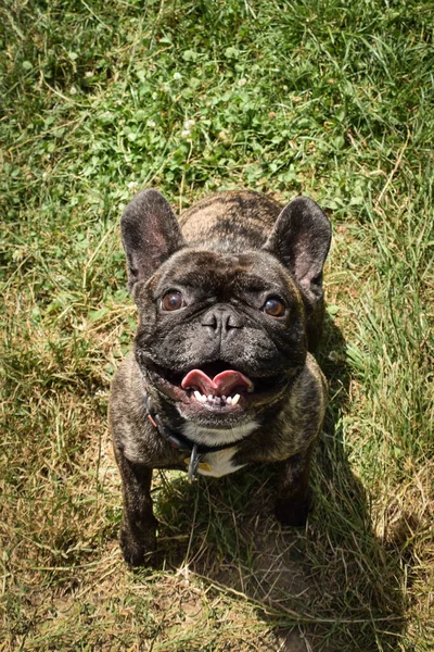 Fransız Bulldog Doğada Yolda Oturuyor Koştuğu Için Çok Mutlu — Stok fotoğraf