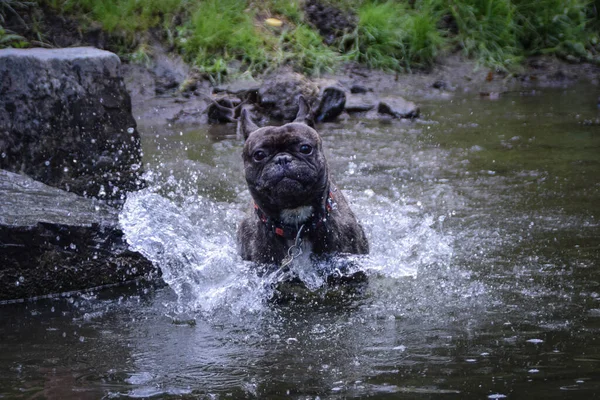 French bulldog is running in water, near to Prague in czech republic. He is very happy.
