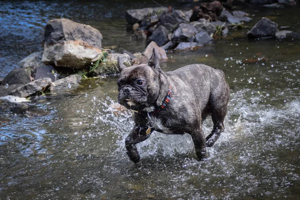 French bulldog is running in water, near to Prague in czech republic. He is very happy.