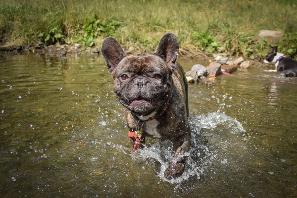 Male of french bulldog is standing in water. He is ready to start.