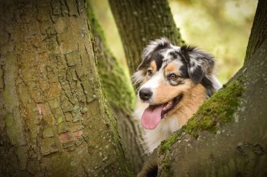 Avustralya çobanı ağaçta. Çok tatlı bir köpek..