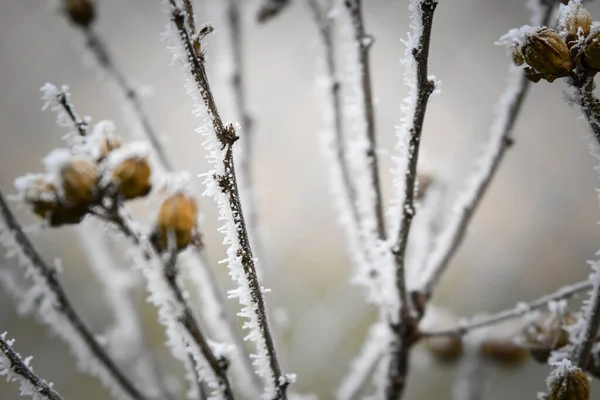 冬の時間帯に冷凍枝 この霜はとてもいい生き物を作る — ストック写真