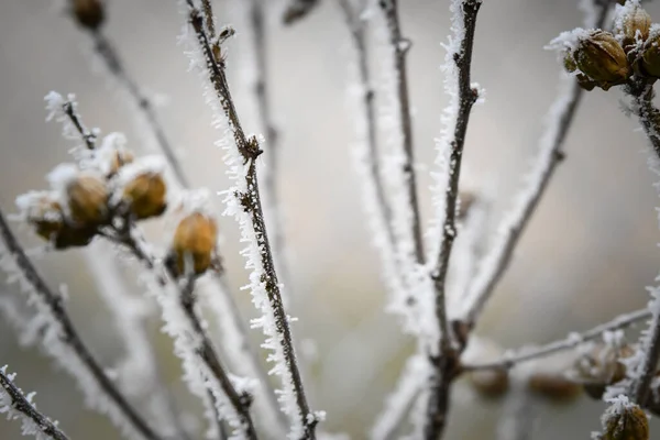 Branches Congelées Hiver Gel Fait Une Belle Créature — Photo