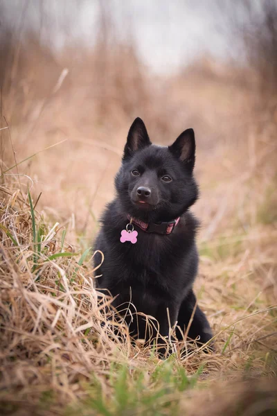 Joven Hembra Schipperke Está Sentada Caña Tiene Una Cara Tan —  Fotos de Stock