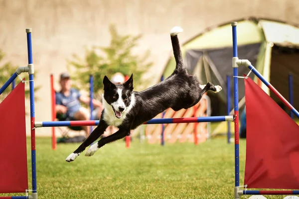 Ratenice yarışmasında çeviklik tünelinde üç renkli sınır köpeği. Czech çeviklik yarışmasında inanılmaz bir gündü Ratenice. Sadece büyük yarışmalar vardı..