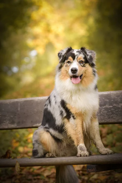 Australiska Herden Sitter Bänken Det Höststämning Och Hon Fluffig — Stockfoto