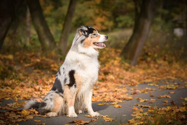 Gekke Australische Herder Vangt Bladeren Lucht Gek — Stockfoto