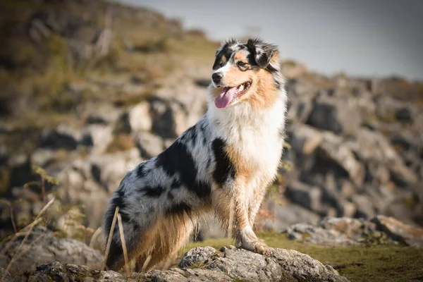 Avustralya çoban köpeğinin portresi, kayaların altında duran kişi göl. Prag 'da inanılmaz sonbahar foto-hoklama.
